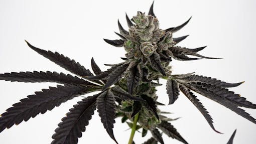 Slap n Tickle freshly harvested at Bountiful Farms. (Courtesy Bountiful Farms)