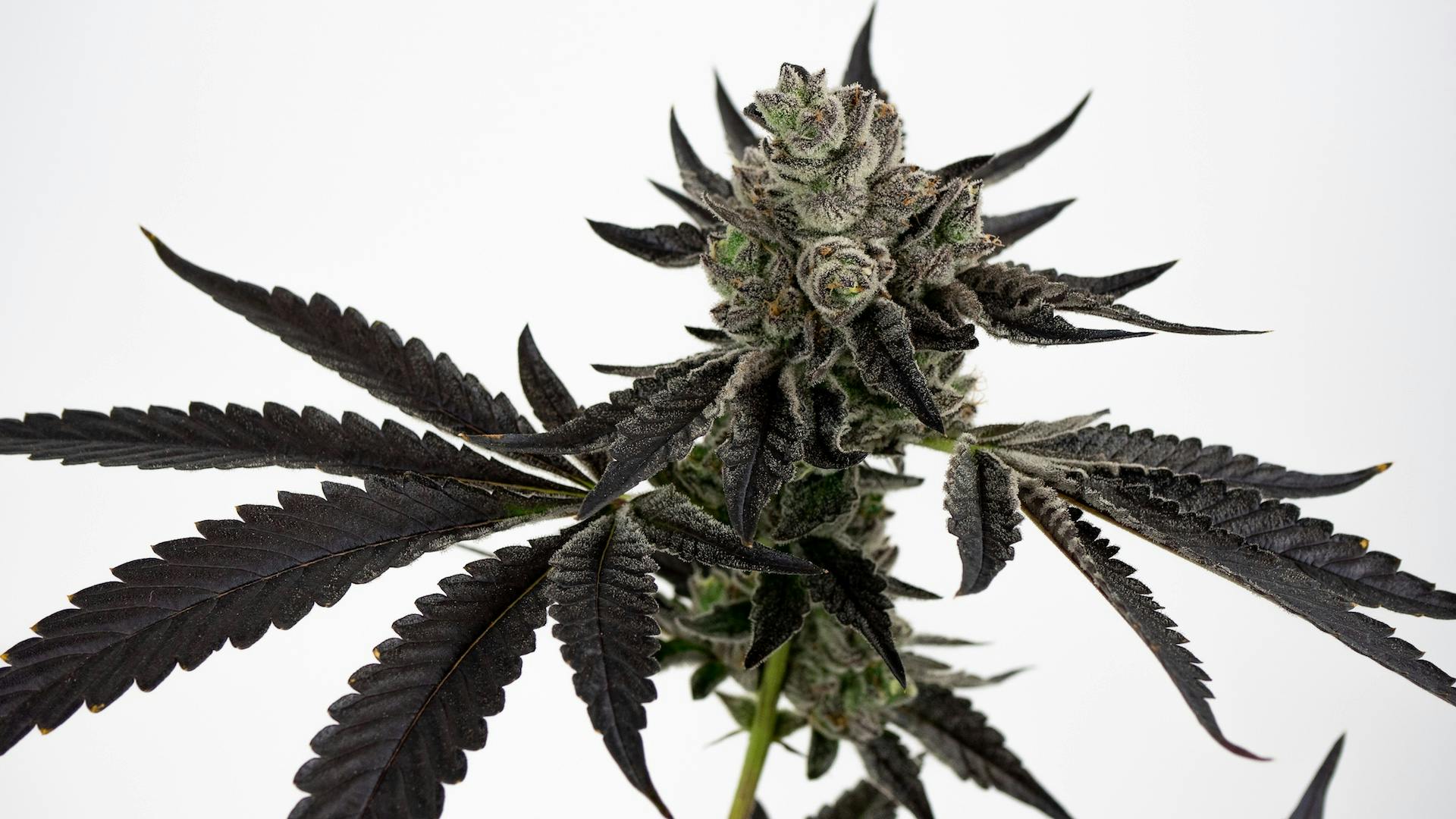 6 great Massachusetts ganja farmers to shop for image