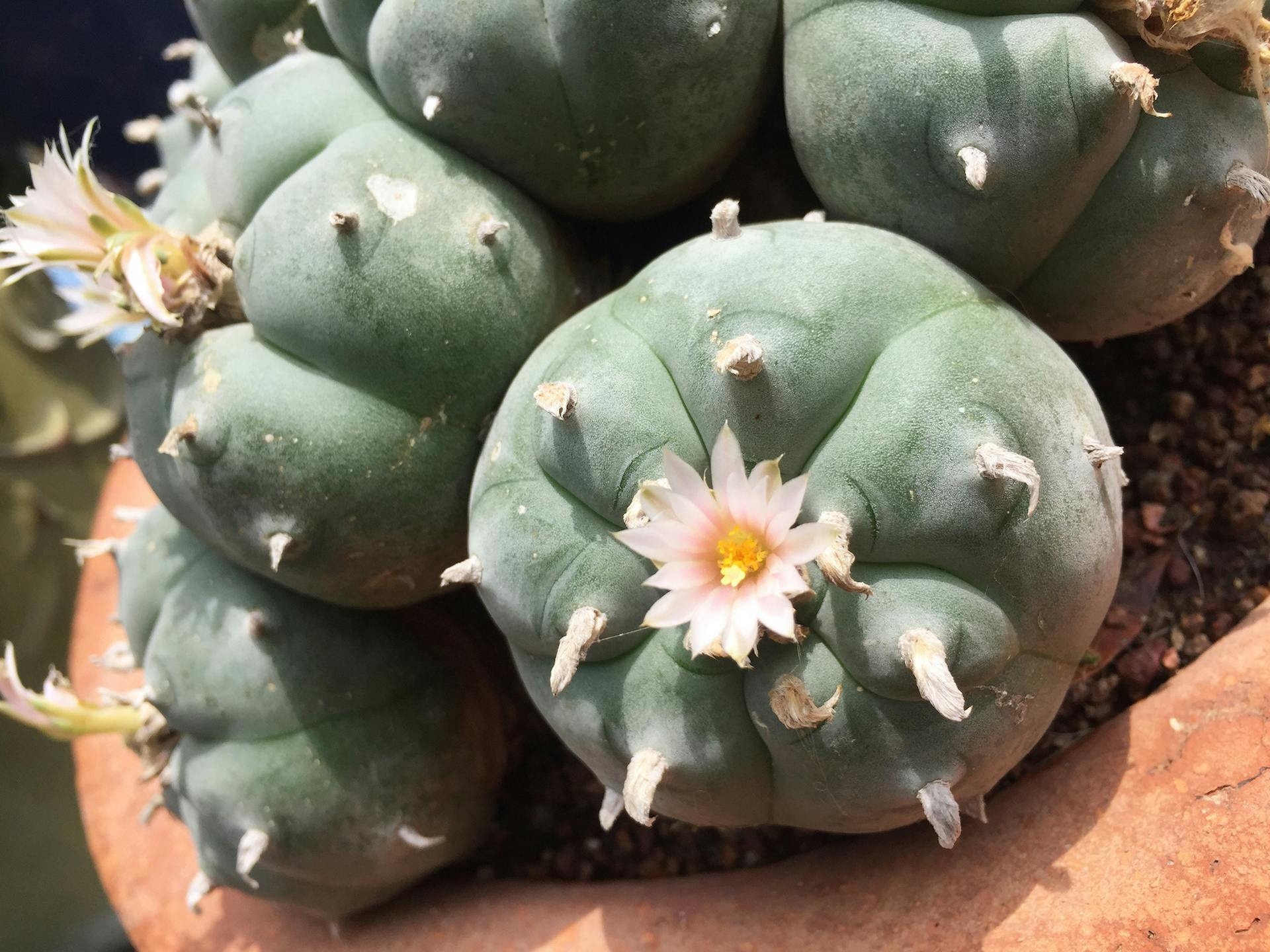 What are peyote and mescaline? image