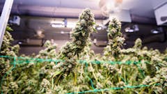 California has over 7,000 farm legal pot licenses. May the strongest, loudest buds win at the first California State Fair cannabis contest. (Courtesy California State Fair)