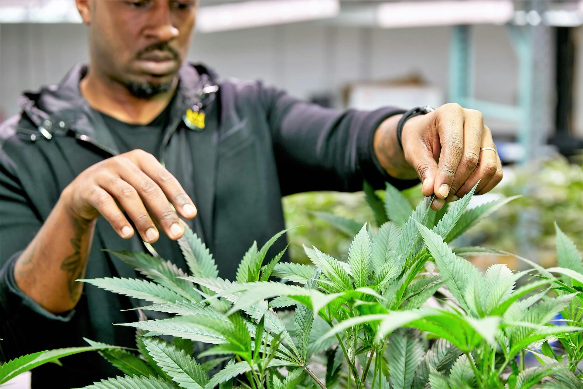 Q&A with LOWD CEO Jesce Horton image