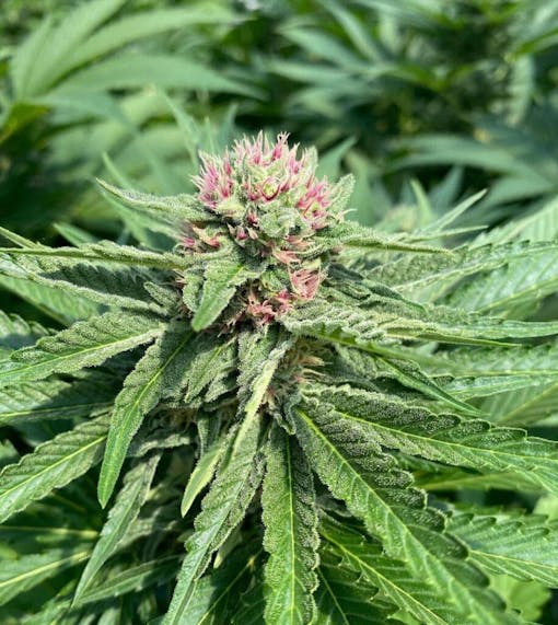 Champaya (Courtesy Symbiotic Genetics)