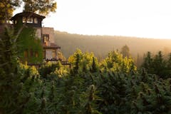 Maui Pineapple will flower late into fall at Sugar Hill Farm. (Courtesy Sugar Hill Farm)