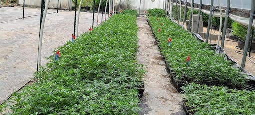 Sweet Serenade babies ready to take off. (via Jimi Devine)