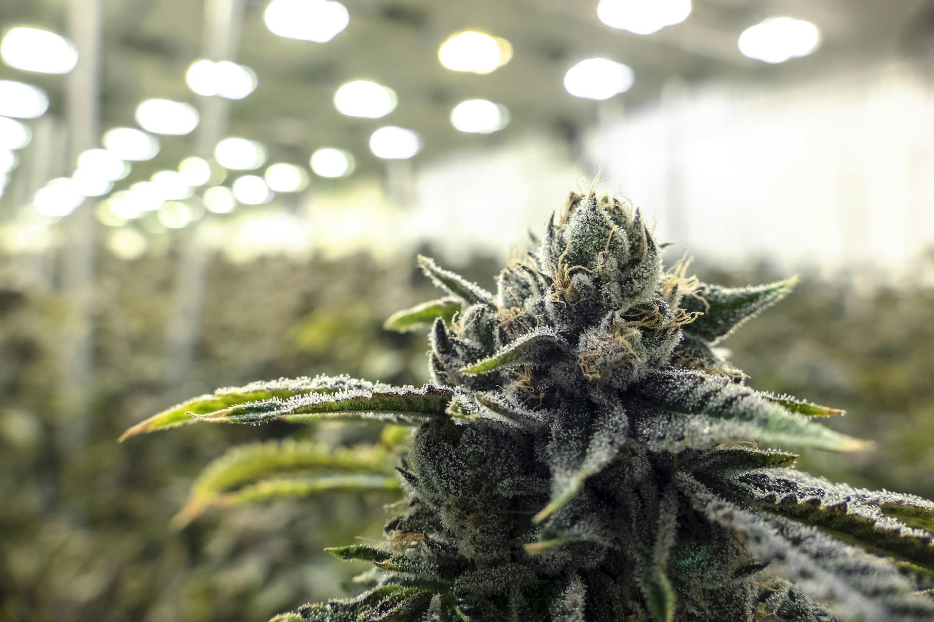 5 cannabis breeders to follow on Instagram for hot new strains Leafly