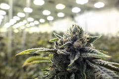 indoor marijuana plant