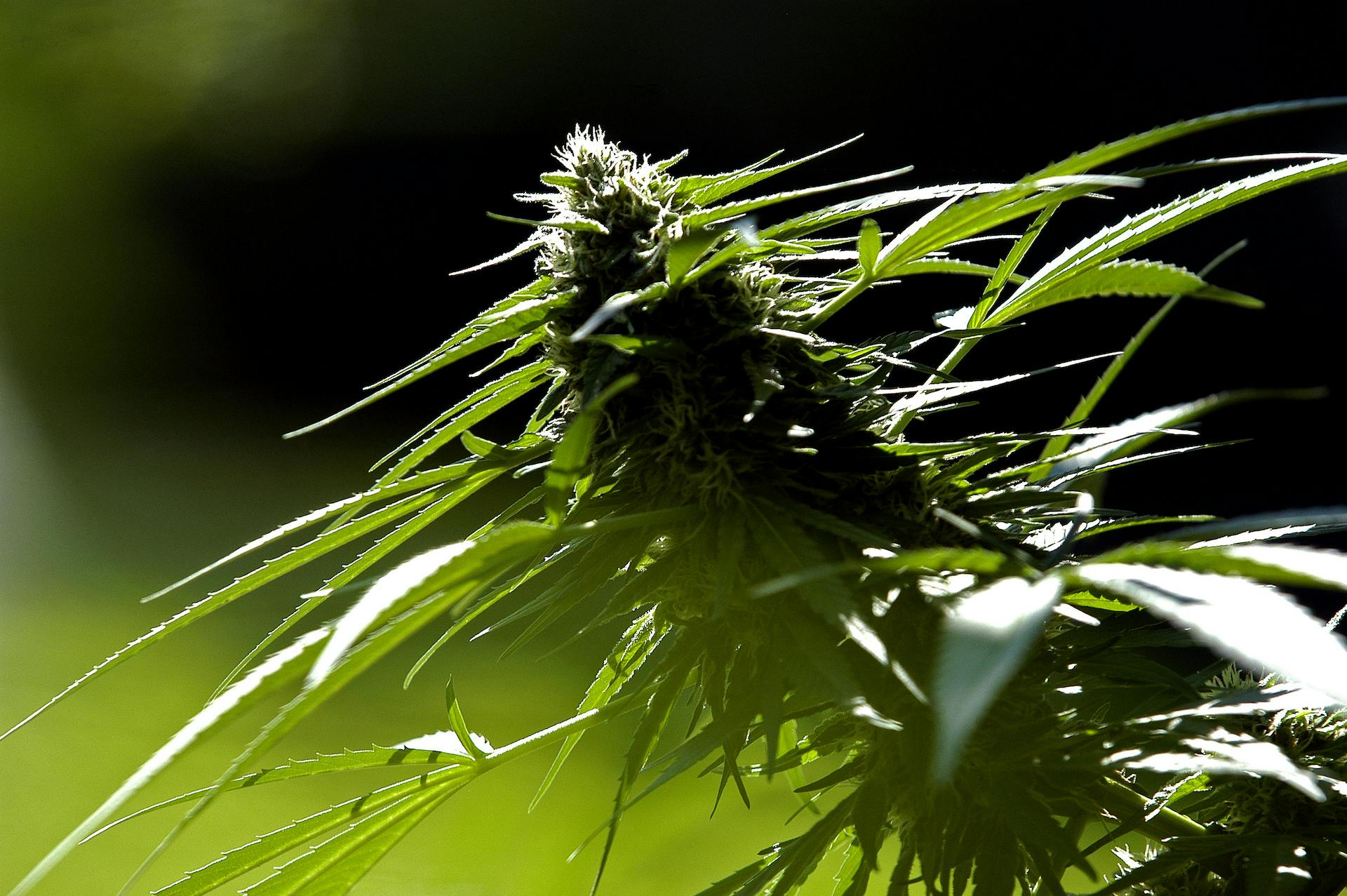 Growing cannabis re-roots Indigenous father and son image