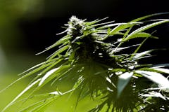 marijuana plant outdoors