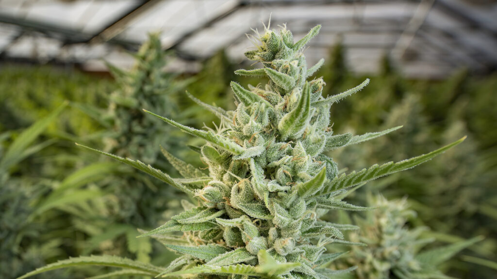 11 Best Marijuana Strains Of The 2021 Harvest | Leafly