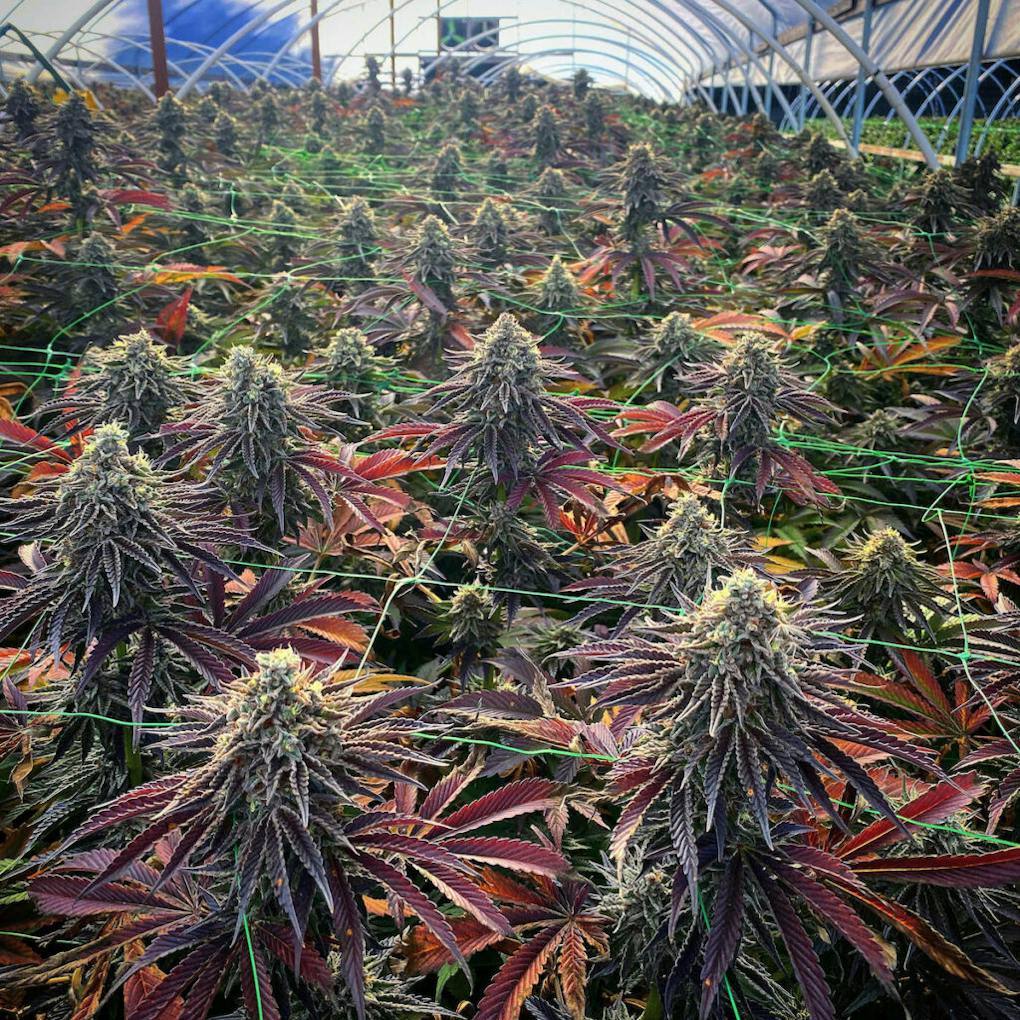 July 2024 Leafly HighLight Gush Mints strain Leafly