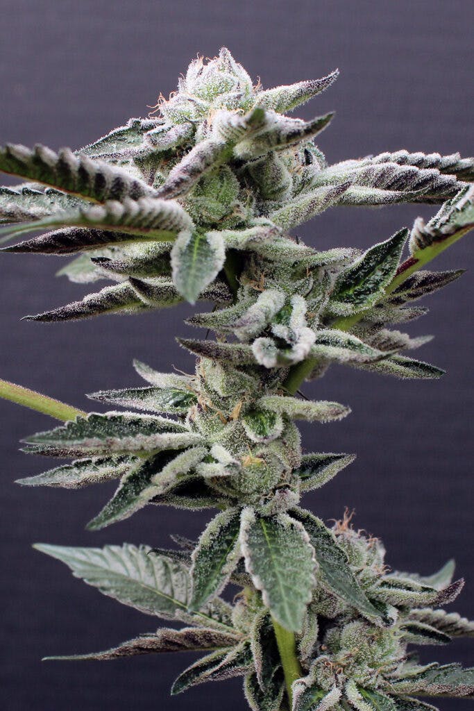 July 2022 Leafly HighLight Ice Cream Cake strain Leafly