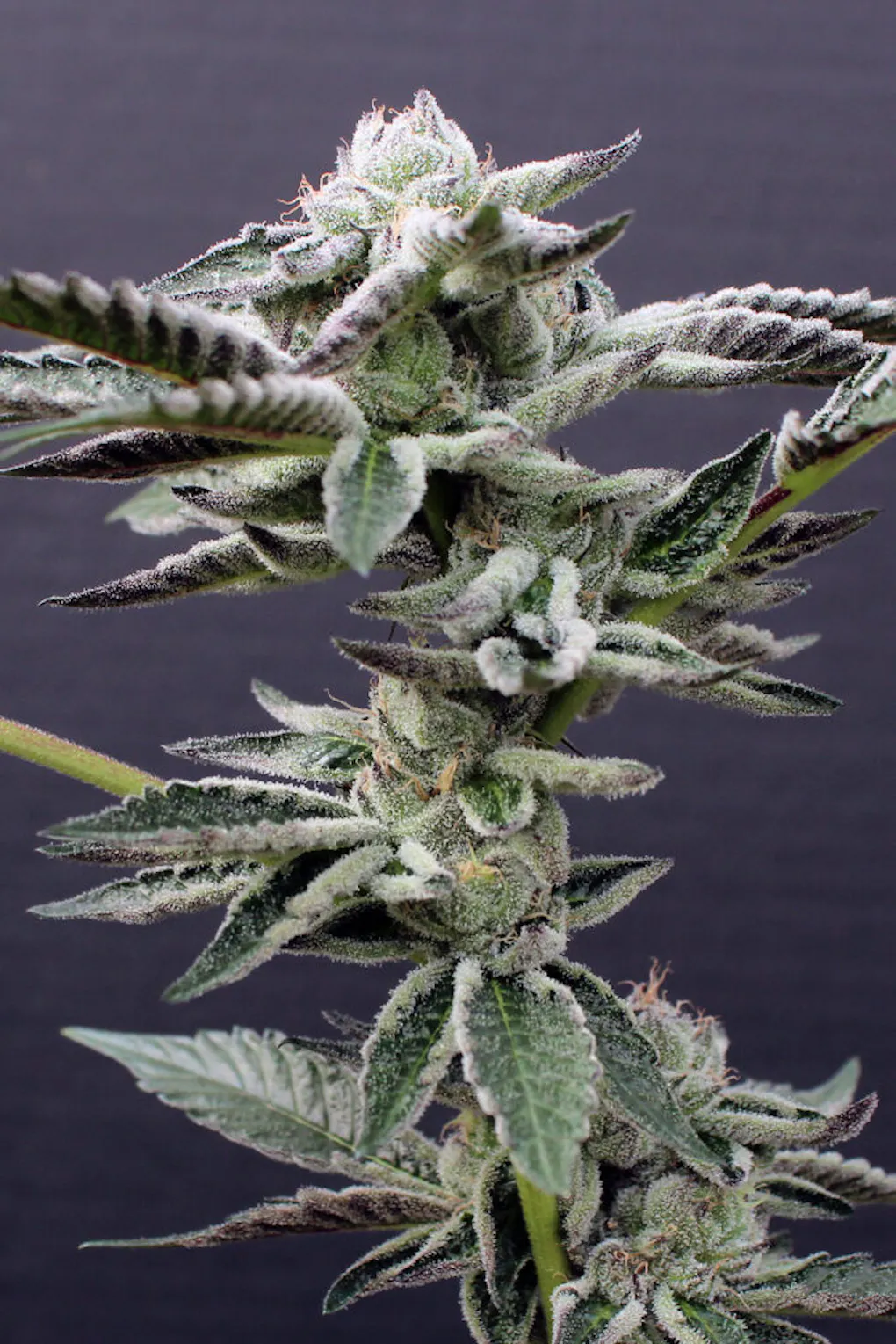 Top 12 Wedding Cake strains of all time | Leafly