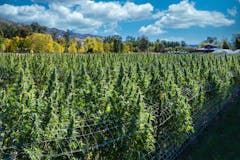 outdoor cannabis field