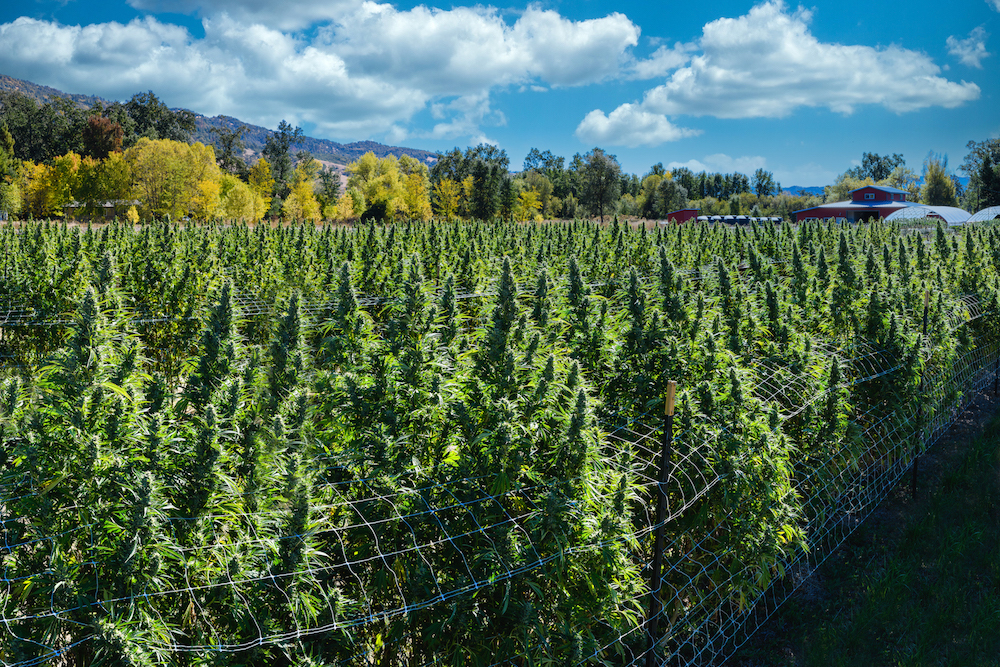 11 best marijuana strains of the 2021 harvest Leafly