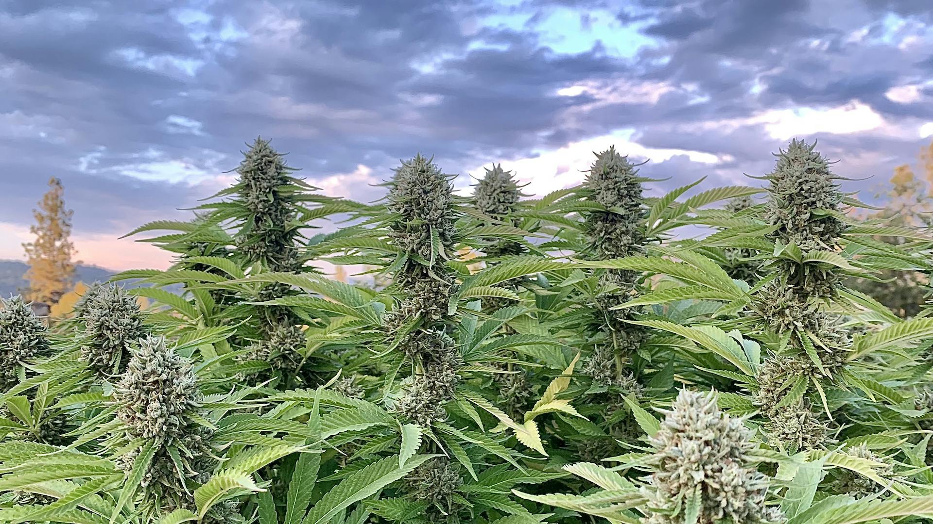 11 best marijuana strains of the 2021 harvest Leafly