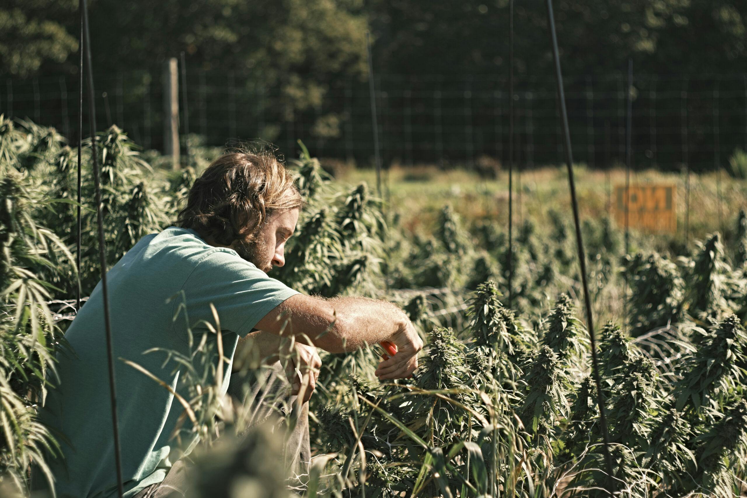 Photo Essay: Cannabis harvest season in the Maritimes image