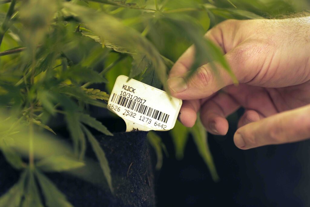 Low-thc-cannabis-grown-in-texas