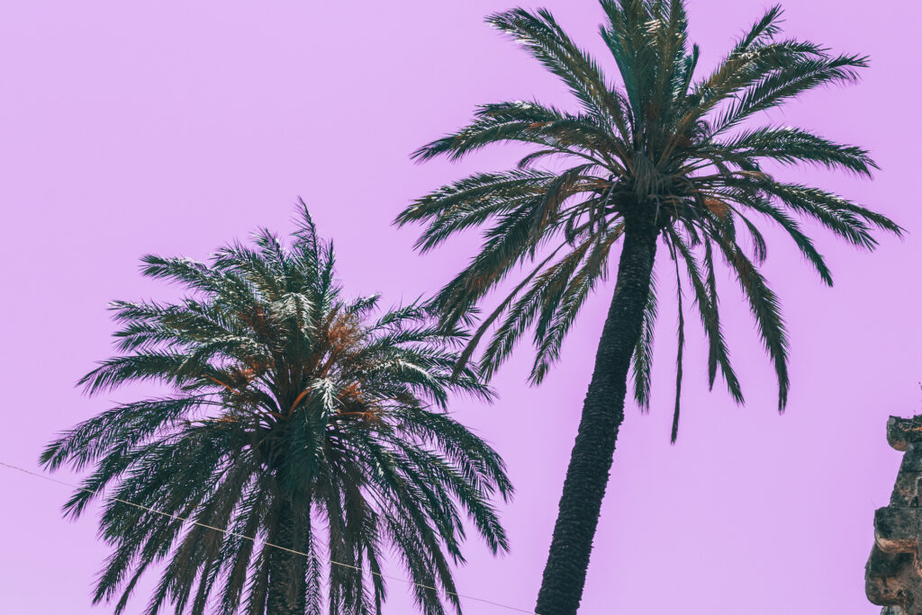Palm trees on a pink sky background. minimal and surreal. Summer vacation