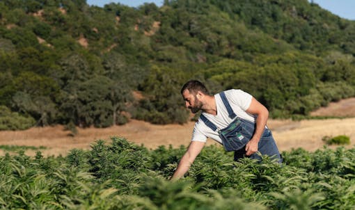 price of an ounce of weed