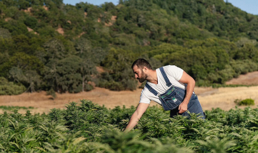 Price for an ounce of grass