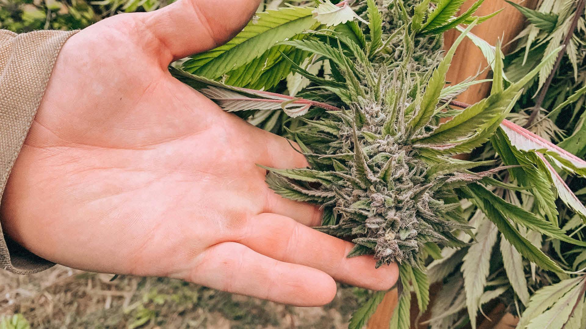 Expert Interview: The Science of Saving These Terps During Harvest. Picture