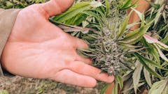 Cherry Cheesecake Sonoma Hills Farm. 2022. (David Downs/Leafly)