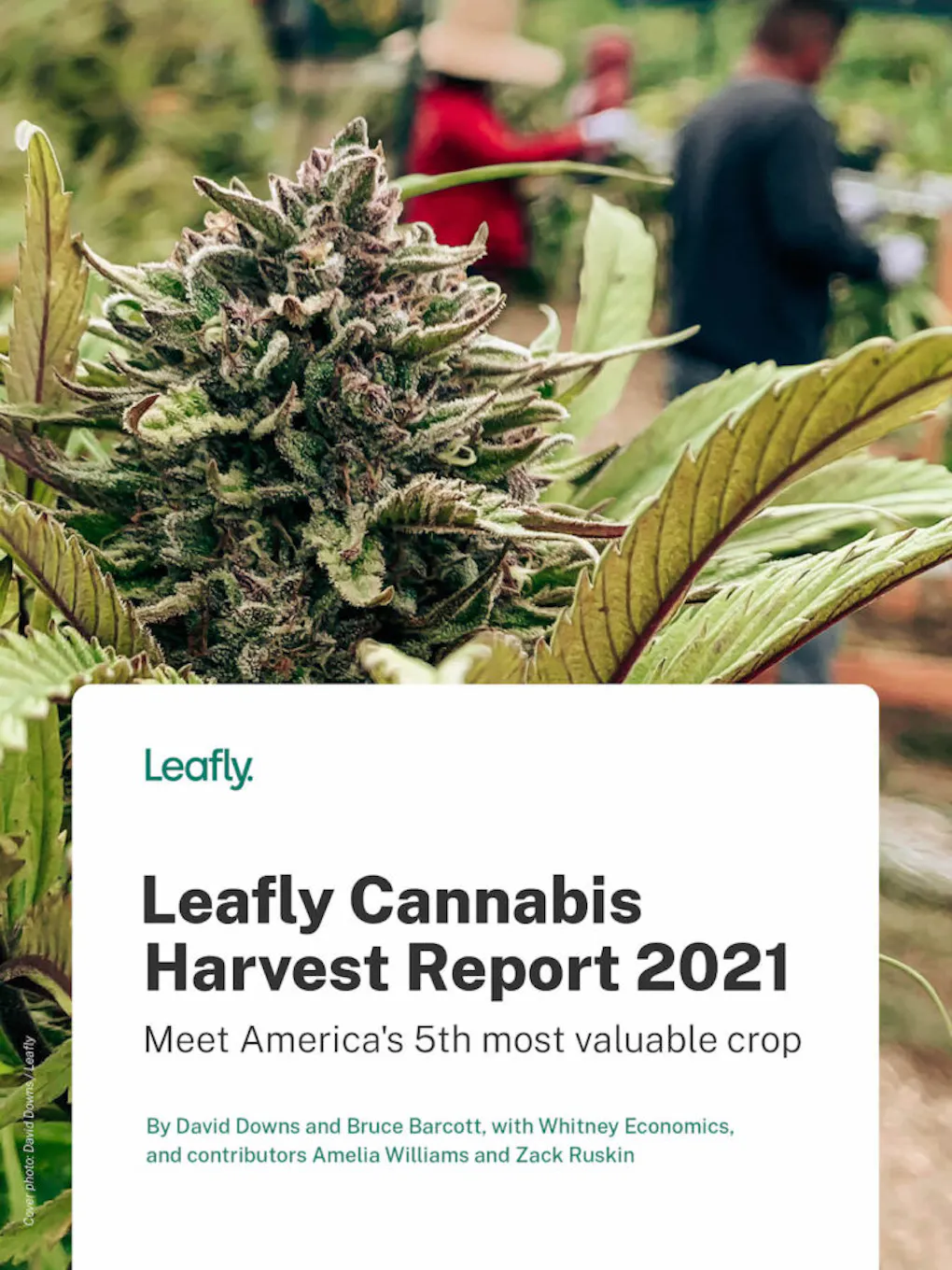 New Leafly ‘Cannabis Harvest Report’ values crop 5th in the nation Leafly