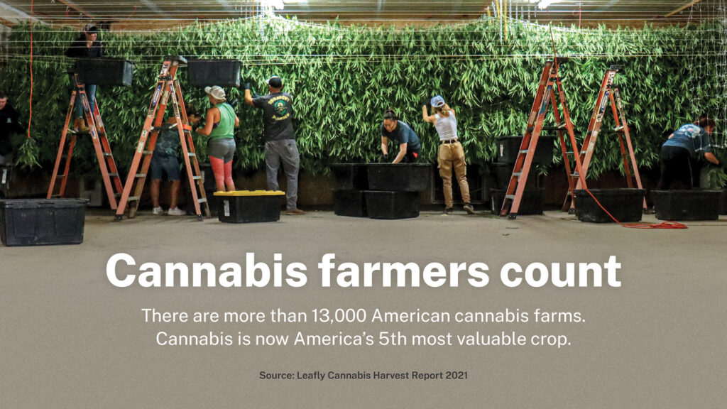 (Leaf artwork / photo courtesy Rimrock Farms, CA)