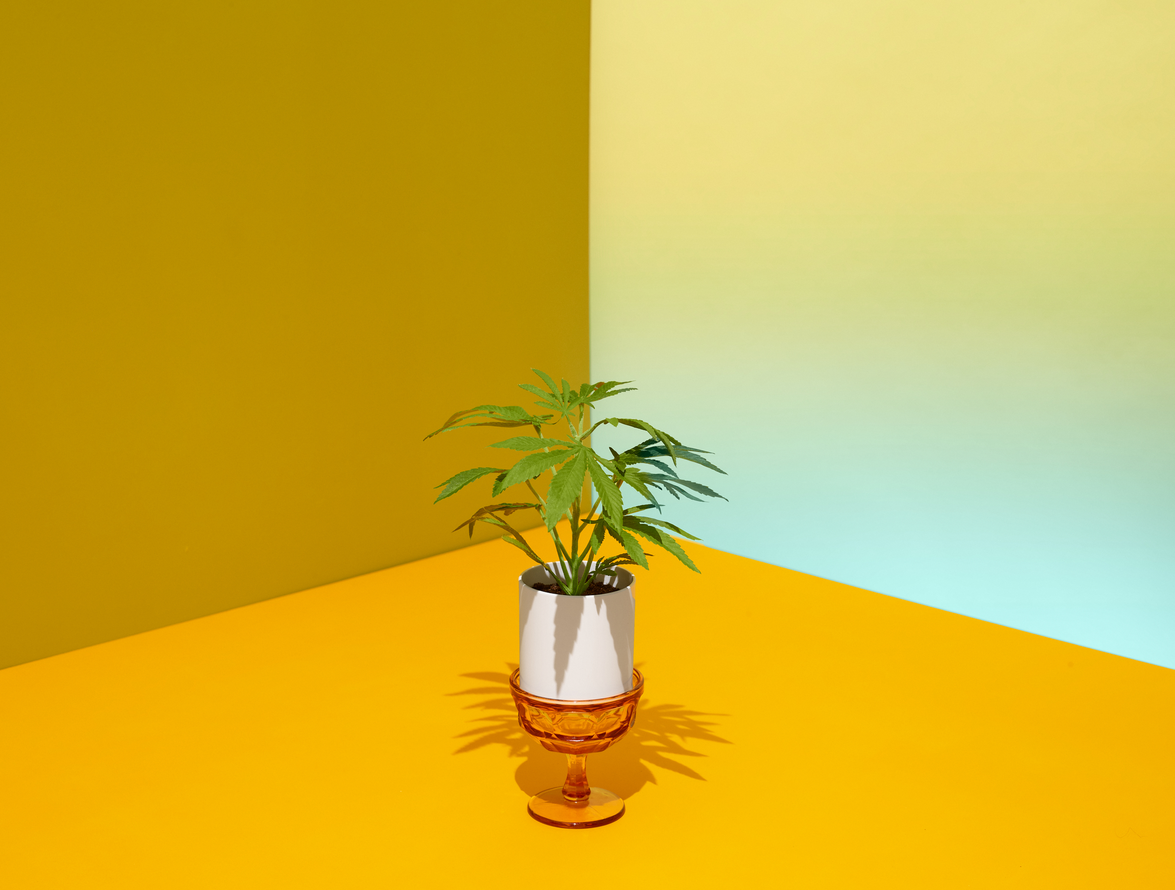Home Decor: Would you display an artificial cannabis plant?