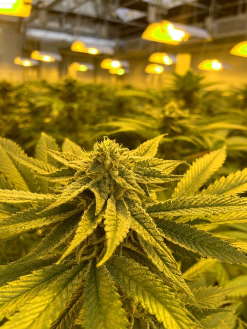 (Courtesy Sweet Dirt)