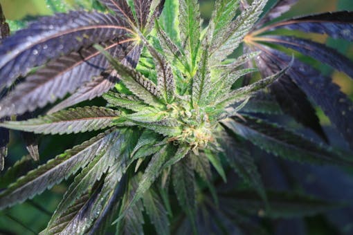 banana kush marijuana strain