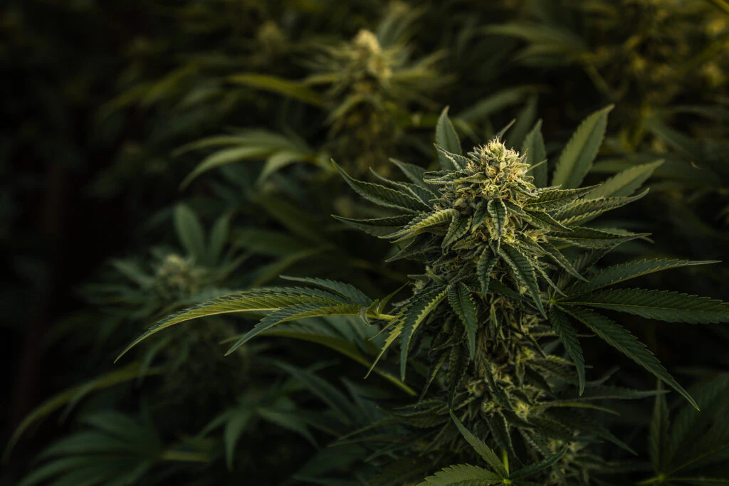 best indoor strains