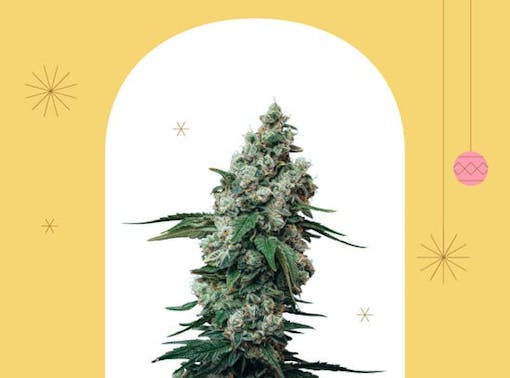 Acai Berry Gelato weed by Dunn Cannabis