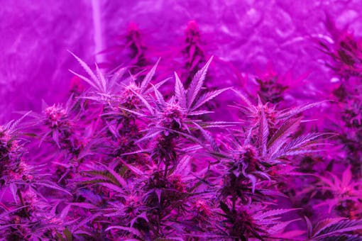 indoor marijuana grow tent