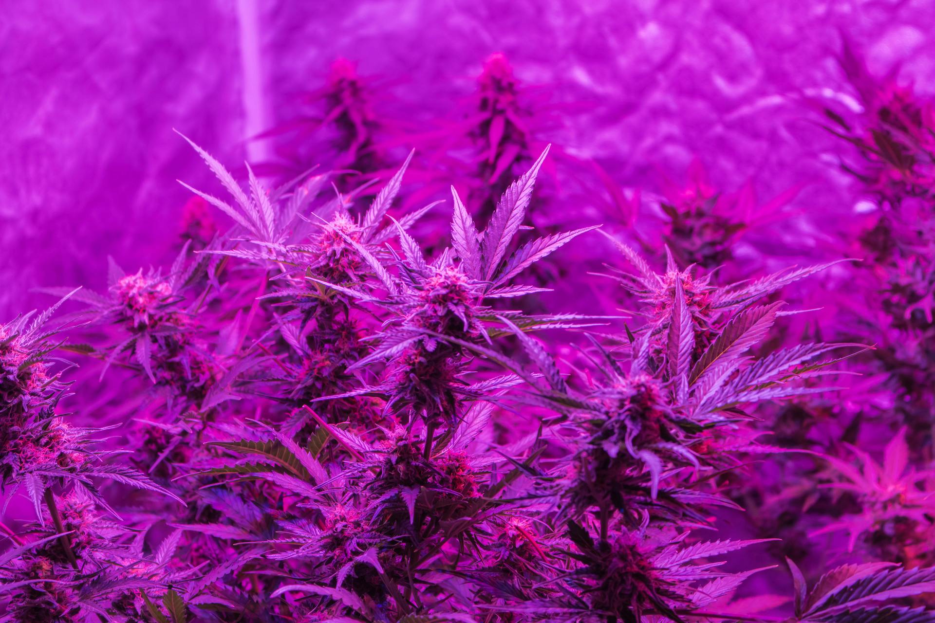 Buyer’s guide to indoor marijuana grow tents image