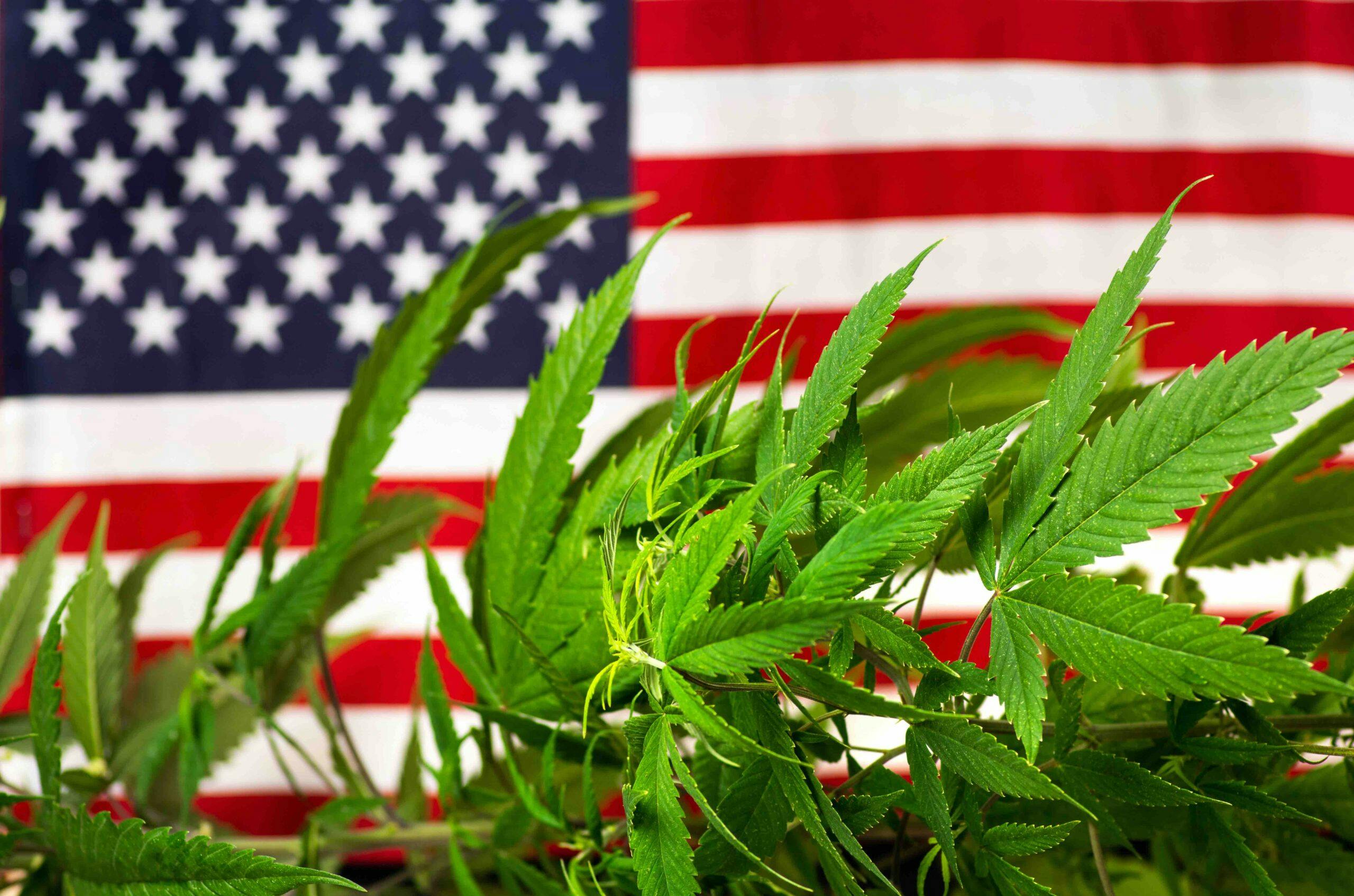 America hits 21 legalization states after roaring midterm elections image