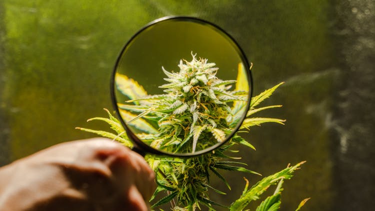 The best high-THC strains indoor growers need this year image