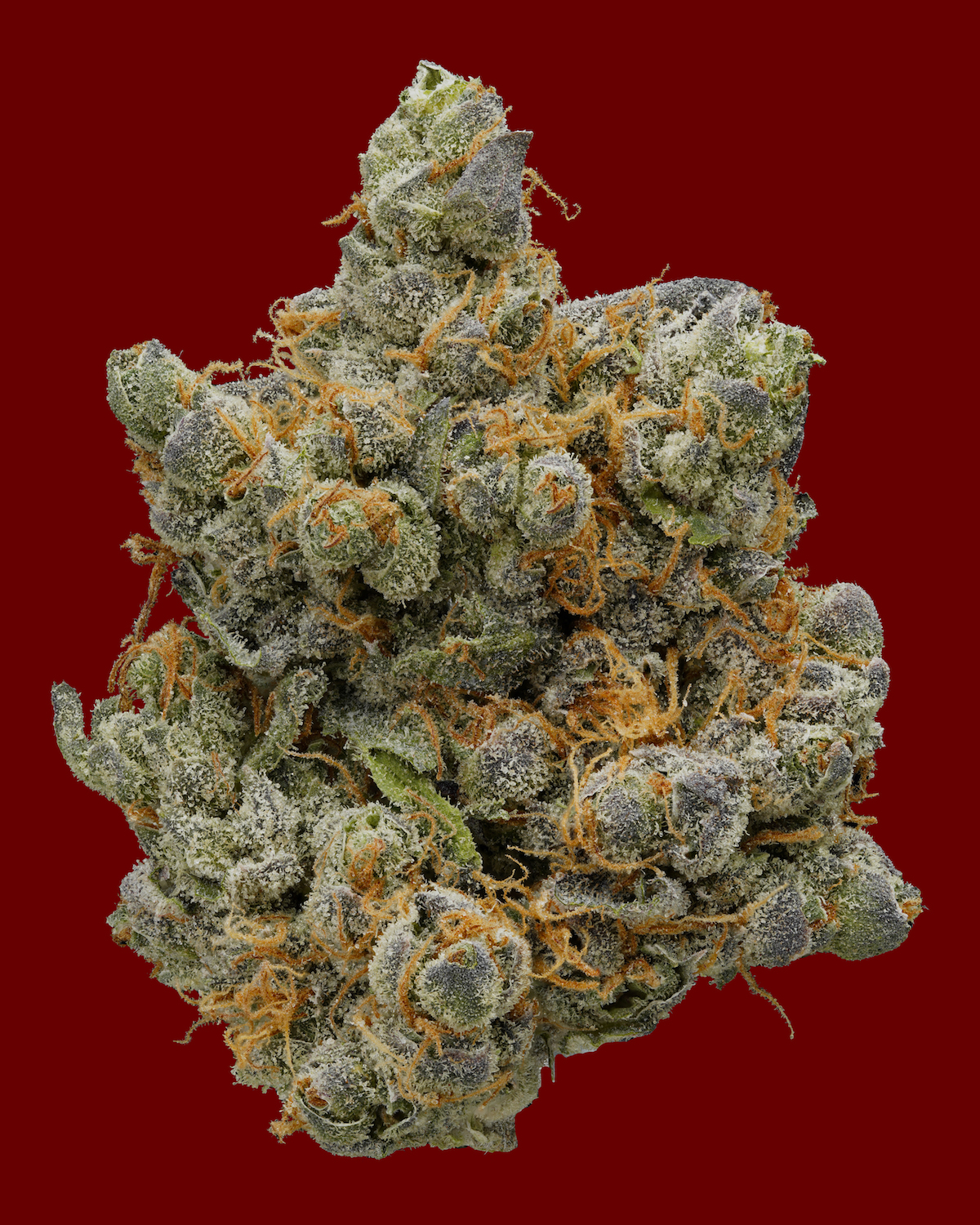 Runtz crosses are so hot right now. Tiki Madman's Forbidden Runtz. (Courtesy Freddy's Fuego)