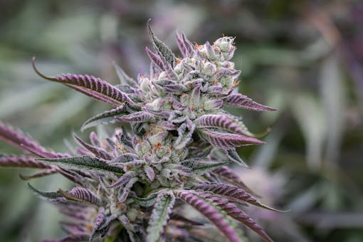 Ridgleline’s 2021 outdoor Runtz is the way. (Photo by Redwood Country Photos, Courtesy Ridgeline Farms)