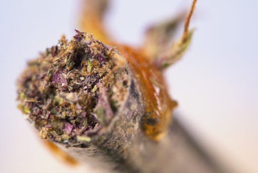 Macro detail of cannabis joint with purple and green strains and some oil on the tip - medical marijuana concept