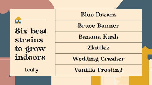 best indoor marijuana strains