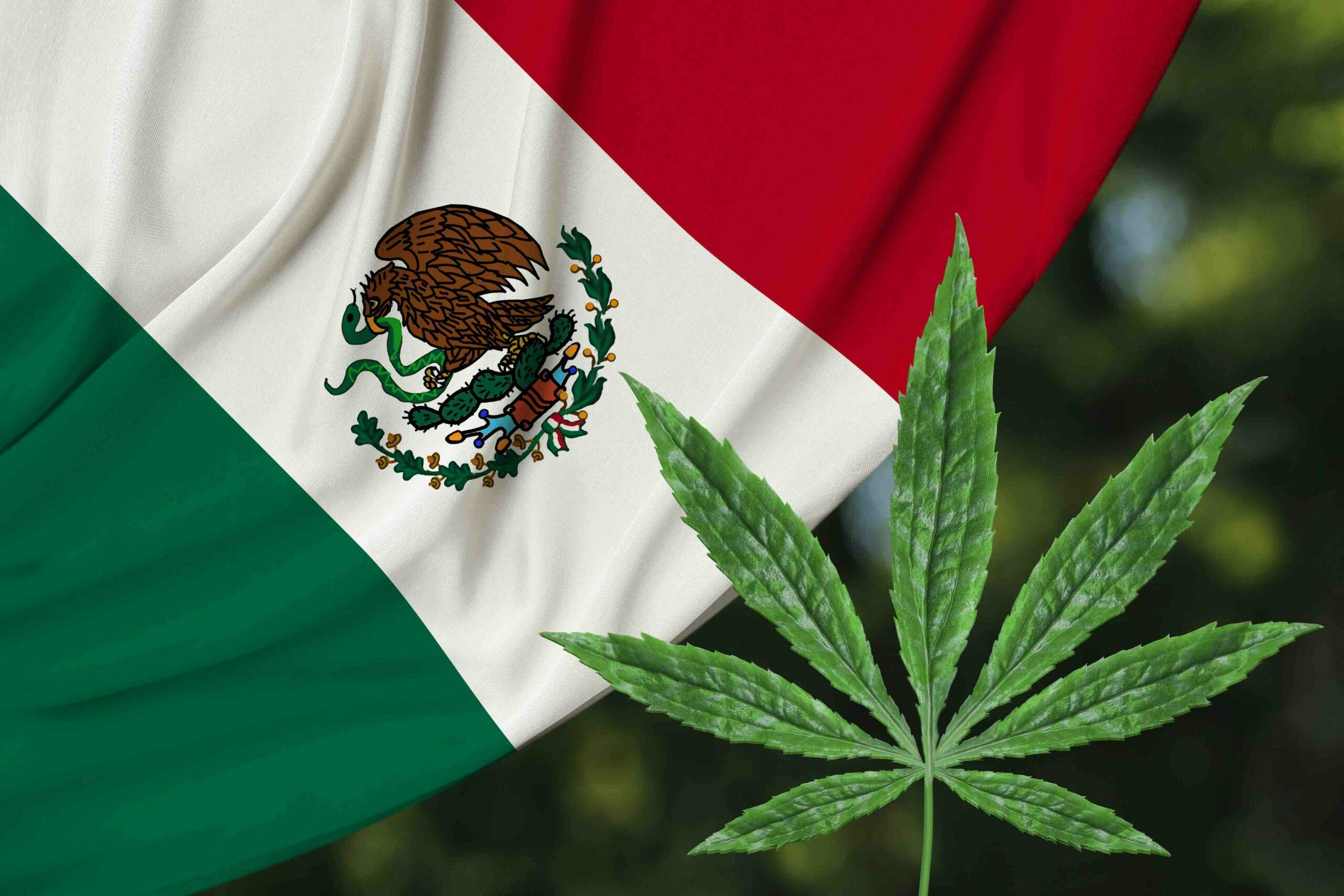Mexico’s Supreme Court rules personal marijuana possession legal, again image