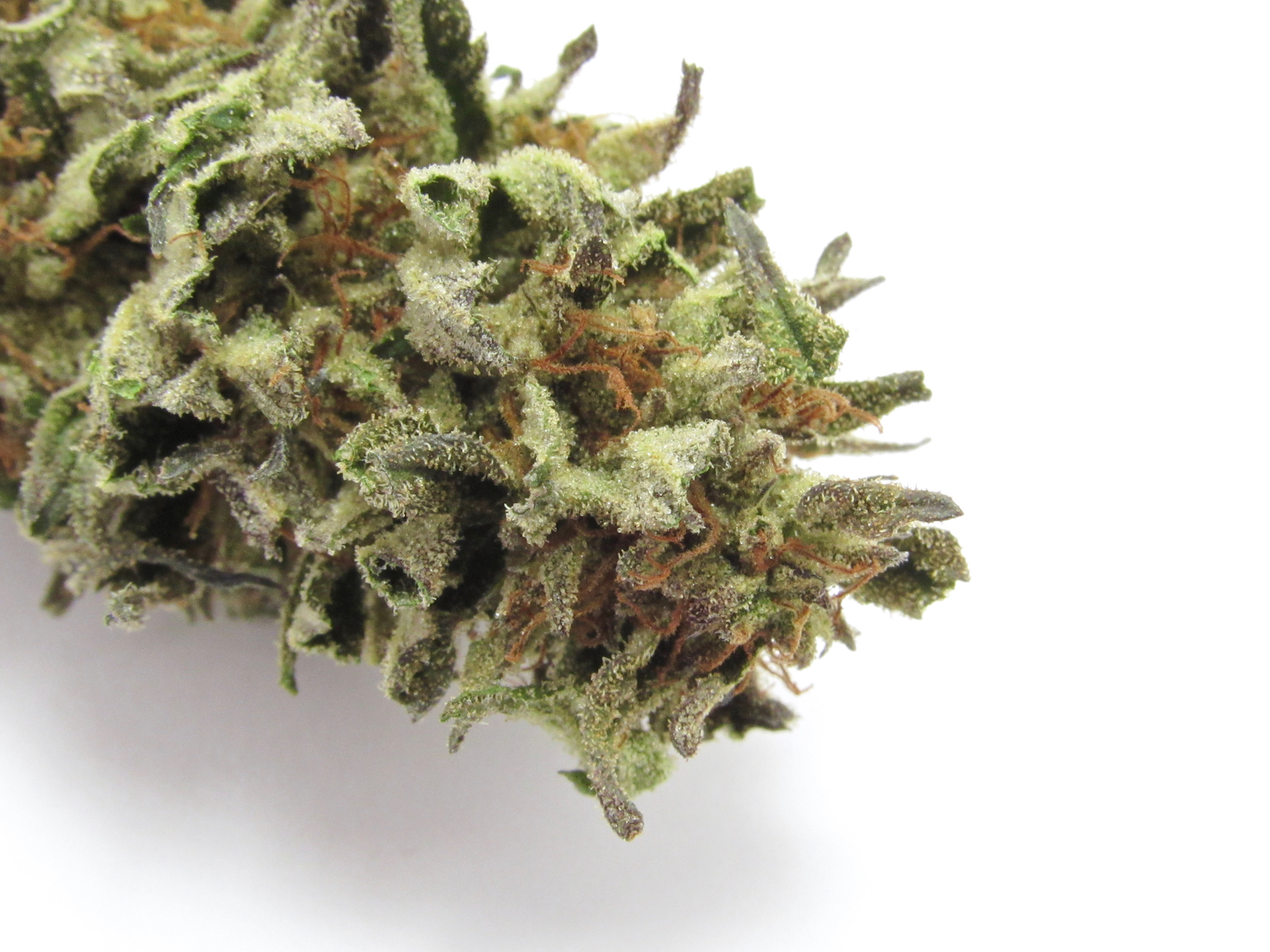 Slurricane weed strain nugget