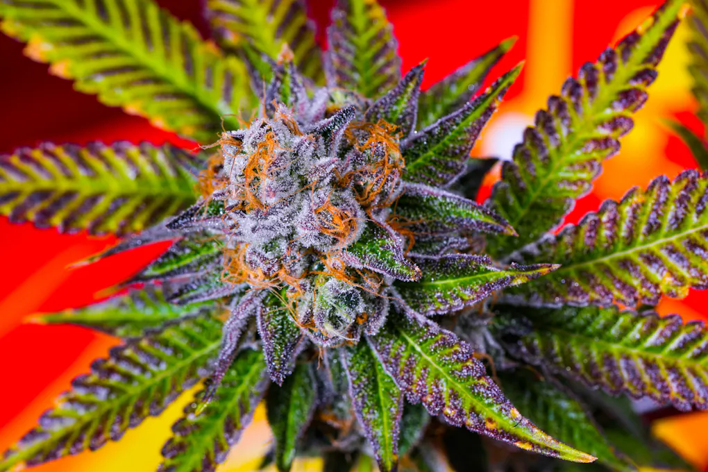 The Leafly Strain of the Year 2021 was Dosidos! | Leafly