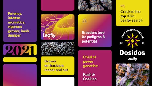 Dosidos 2021 weed strain of the year selection method