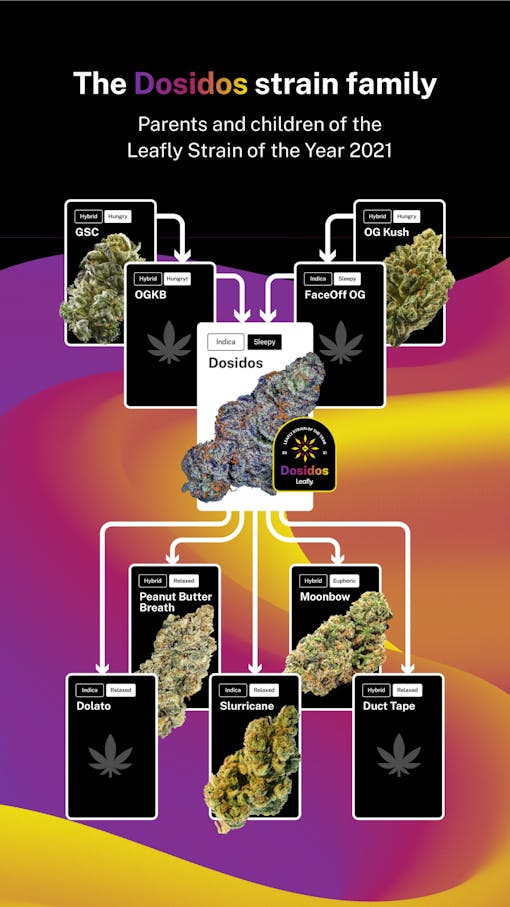 The strain family of Dosidos weed, featuring the parents and children of Leafly's 2021 strain of the year.