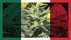 illustration-of-legal-cannabis-on-a-Mexican-flag
