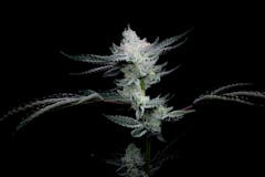 A weed branch of dosidos.