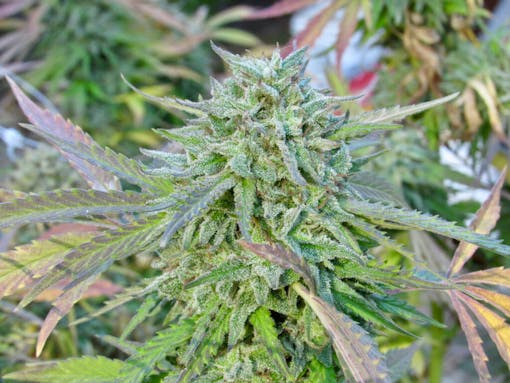 A big green Hella Jelly nug with leaves on the branch. (David Downs/Leafly)