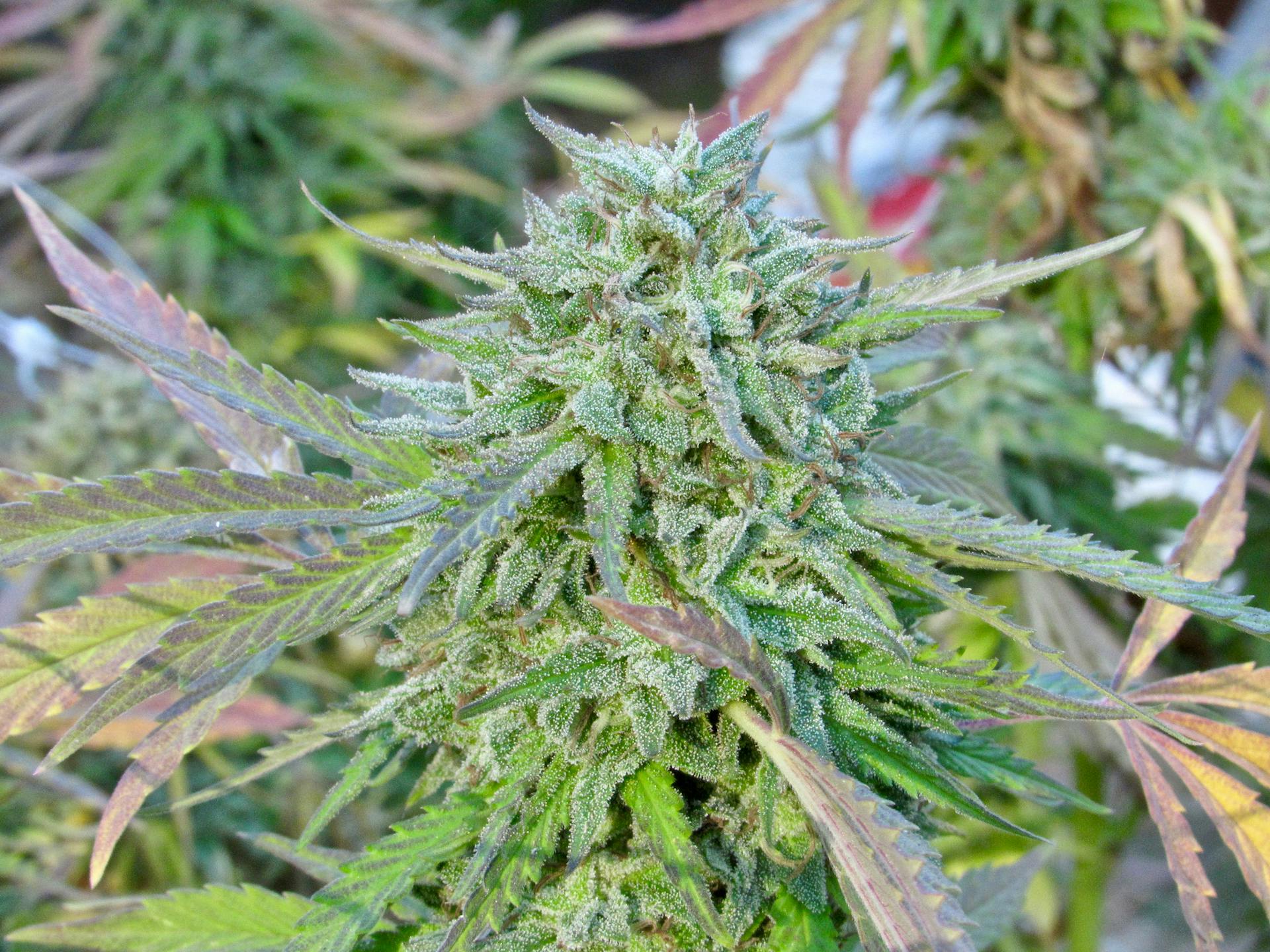 Buying weed vs. growing your own: Which is cheaper? image